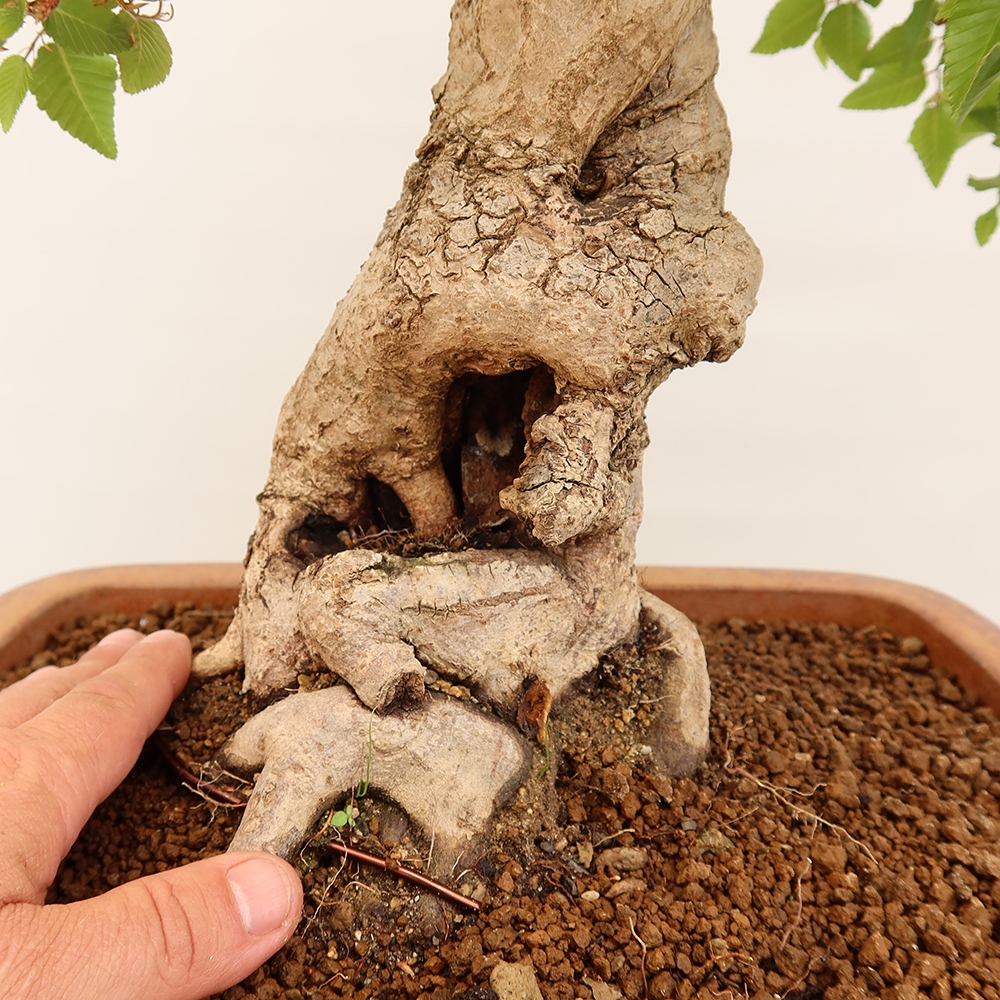 Bonsai da esterno -Carpinus Coreana - Carpino coreano