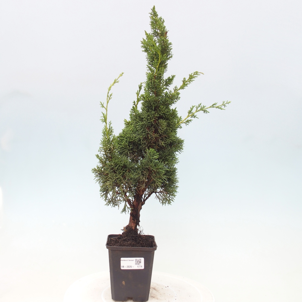 Bonsai da esterno - Juniperus chinensis Kishu