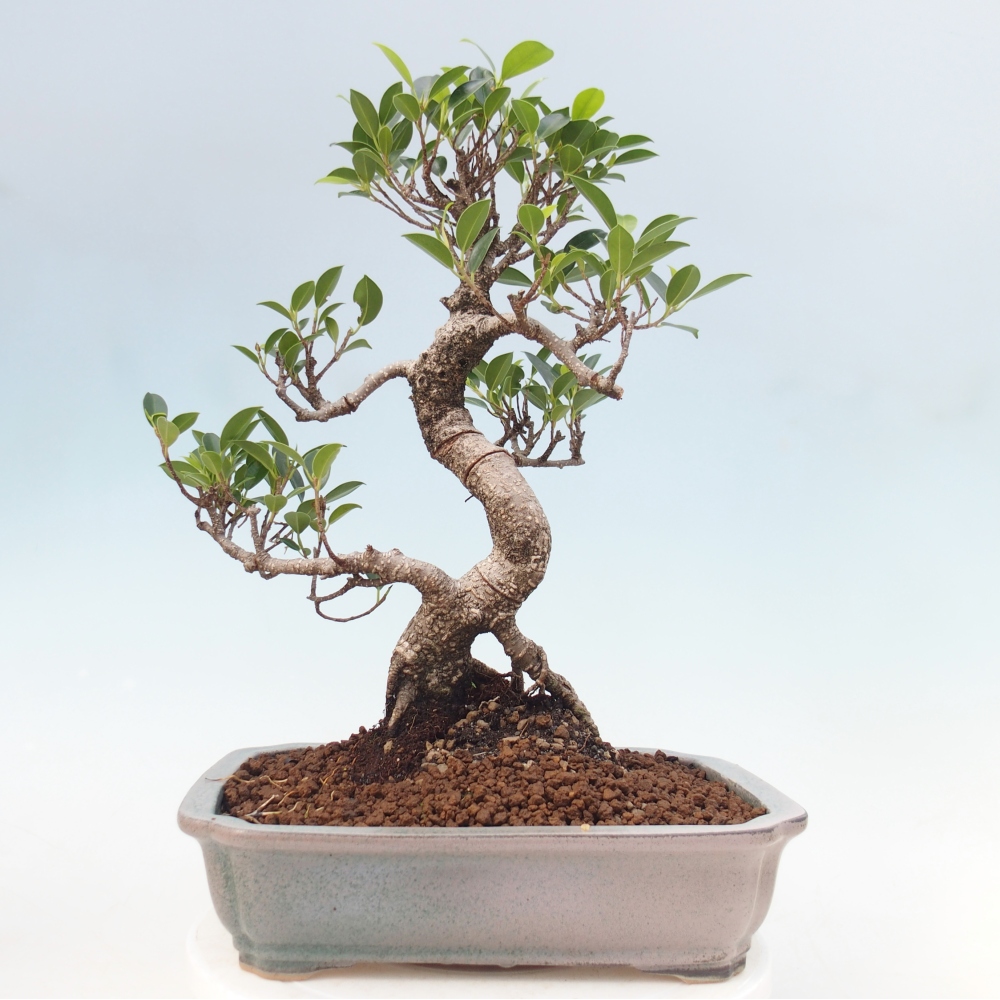 Camera bonsai - Ficus kimmen - ficus a foglie piccole