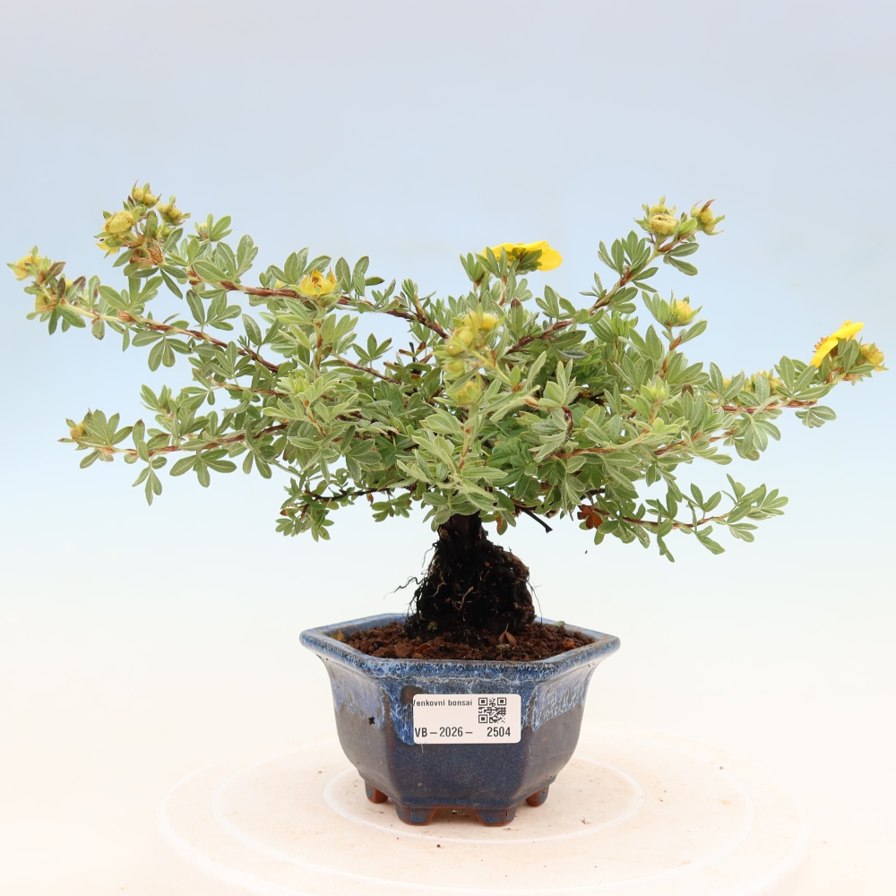 Bonsai da esterno - Potentila fruticosa