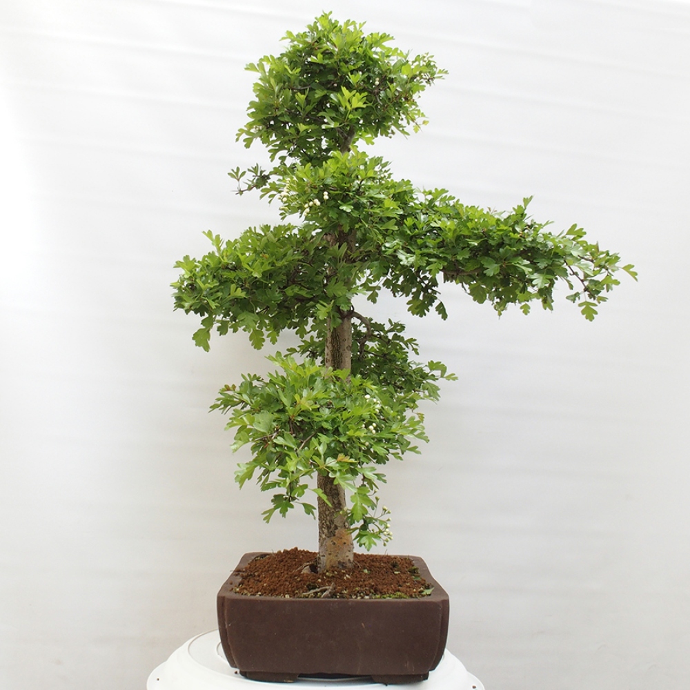 Bonsai da esterno - Biancospino - Crataegus monogyna