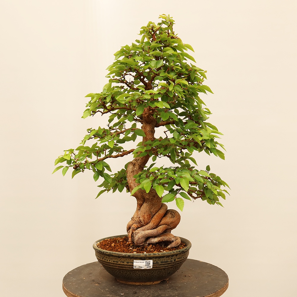 Bonsai da esterno -Carpinus Coreana - Carpino coreano