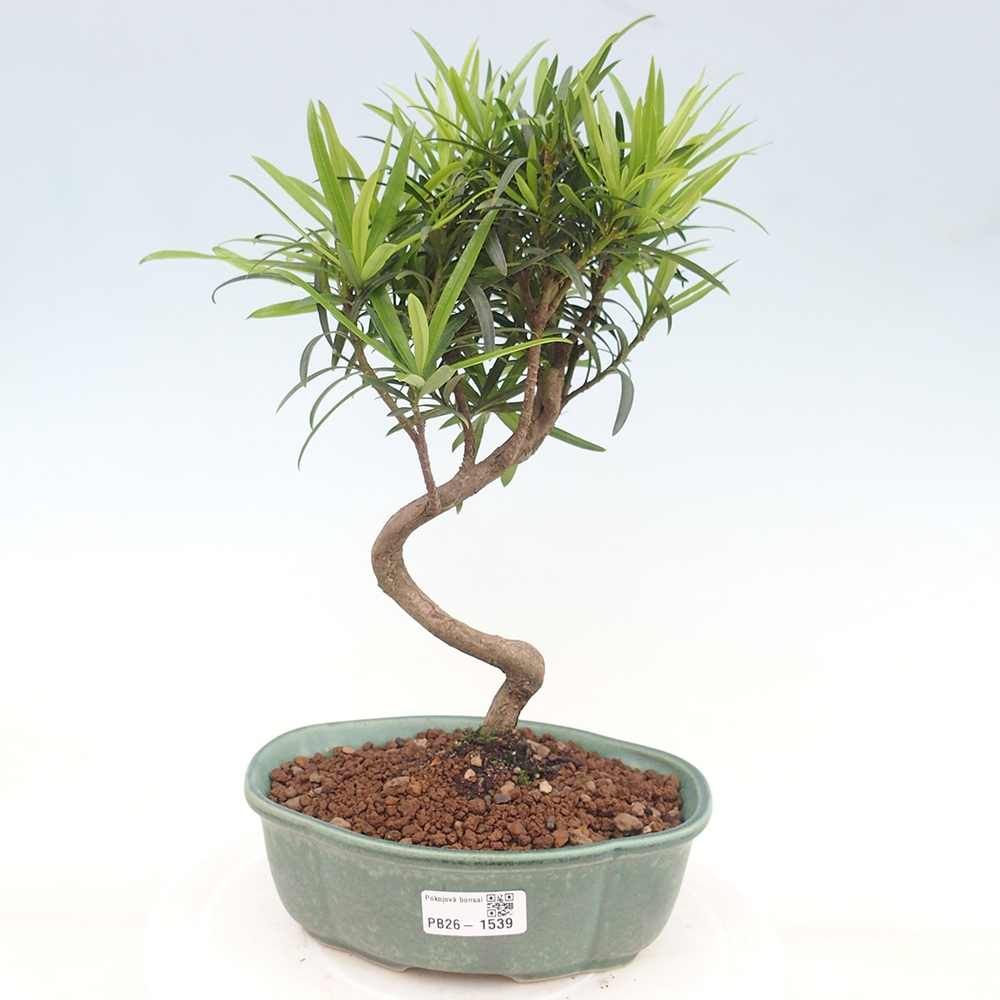 Camera bonsai - Podocarpus - Tasso delle pietre