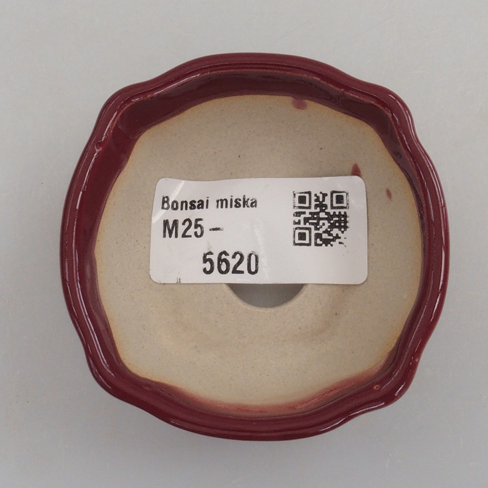 Ciotola per mini bonsai 6 x 6 x 2,5 cm, bordeaux