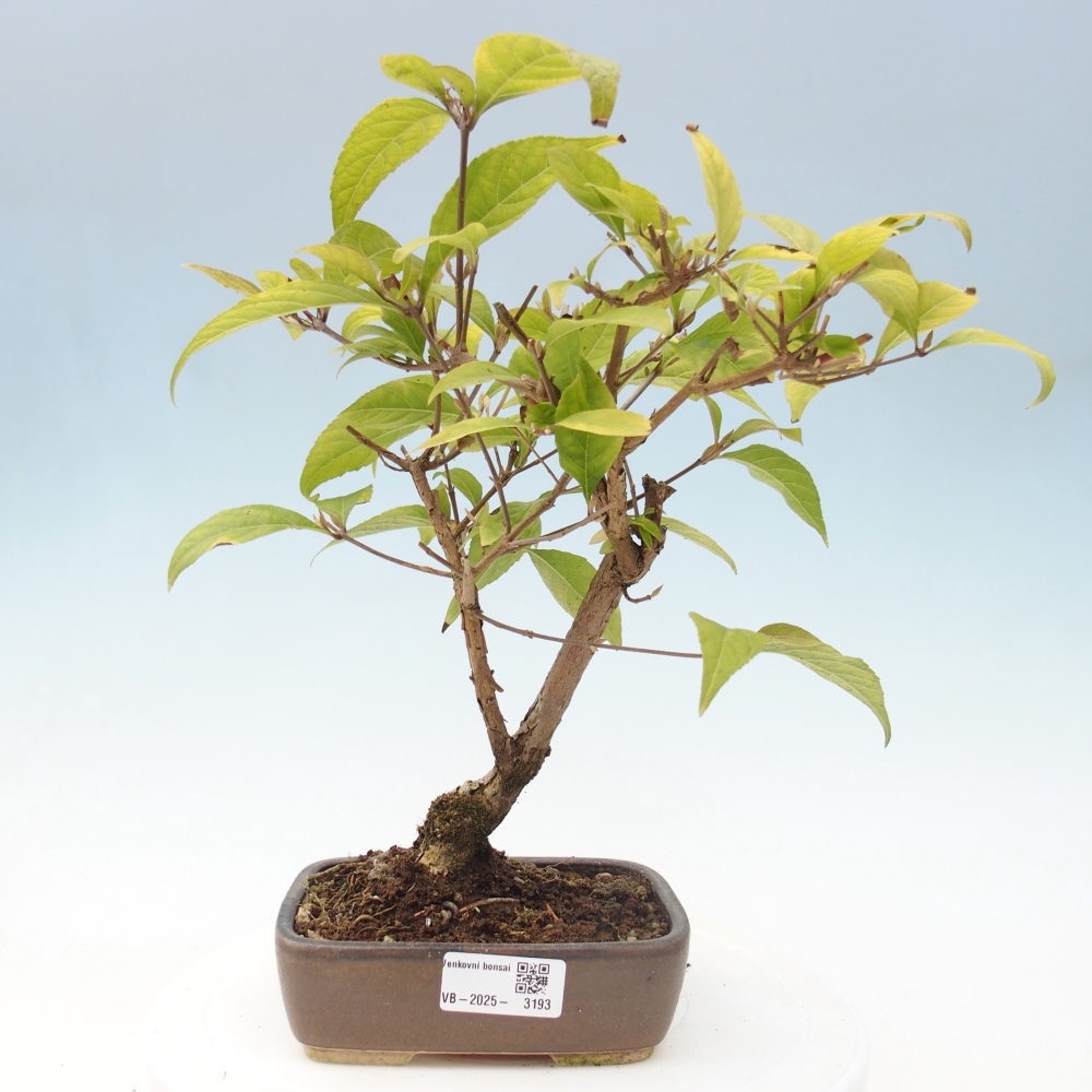 Bonsai da esterno - Callicarpa japonica
