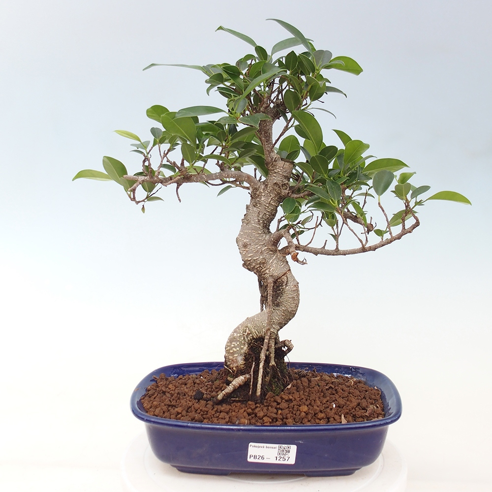 Camera bonsai - Ficus kimmen - ficus a foglie piccole