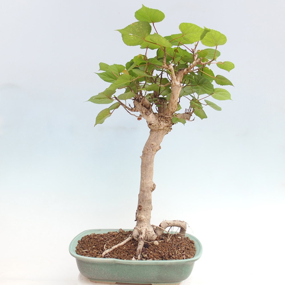 Bonsai da interno - Hibiscus tiliaceus - Ibisco marino