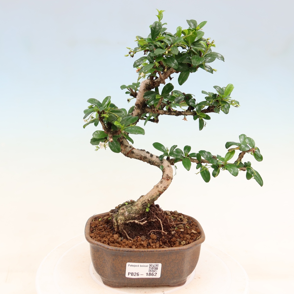 Camera bonsai - Carmona macrophylla - Tea fuki