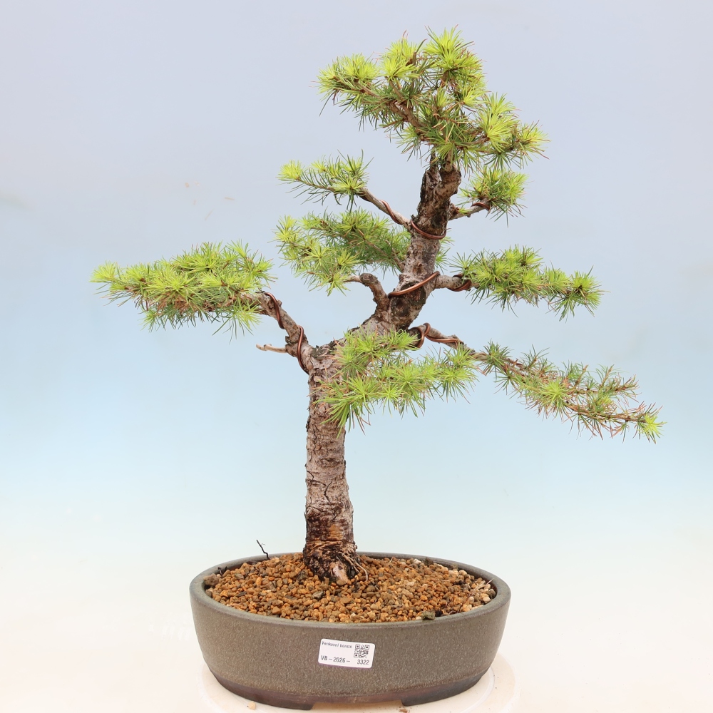 Bonsai da esterno -Larix decidua - Larice