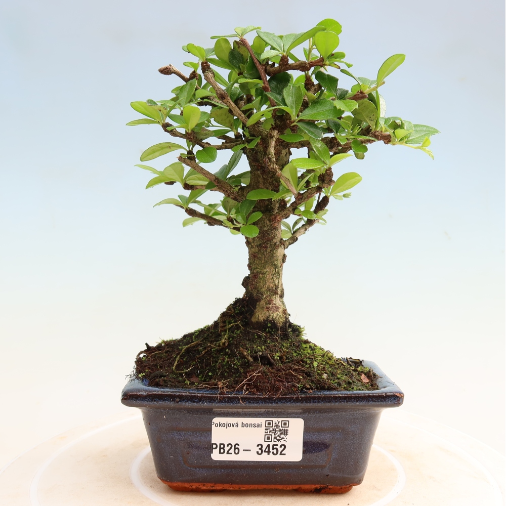Camera bonsai - Carmona macrophylla - Tea fuki