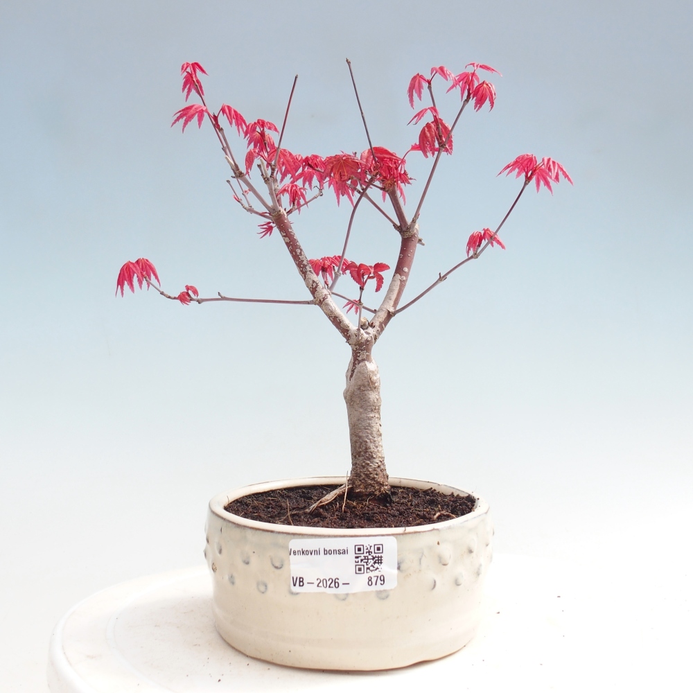Bonsai da esterno - Acer palmatum DESHOJO