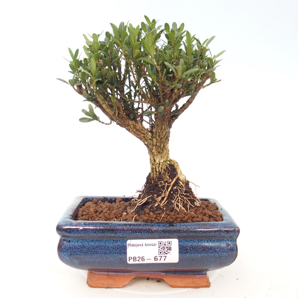 Camera bonsai - Buxus harlandii - buxus da sughero