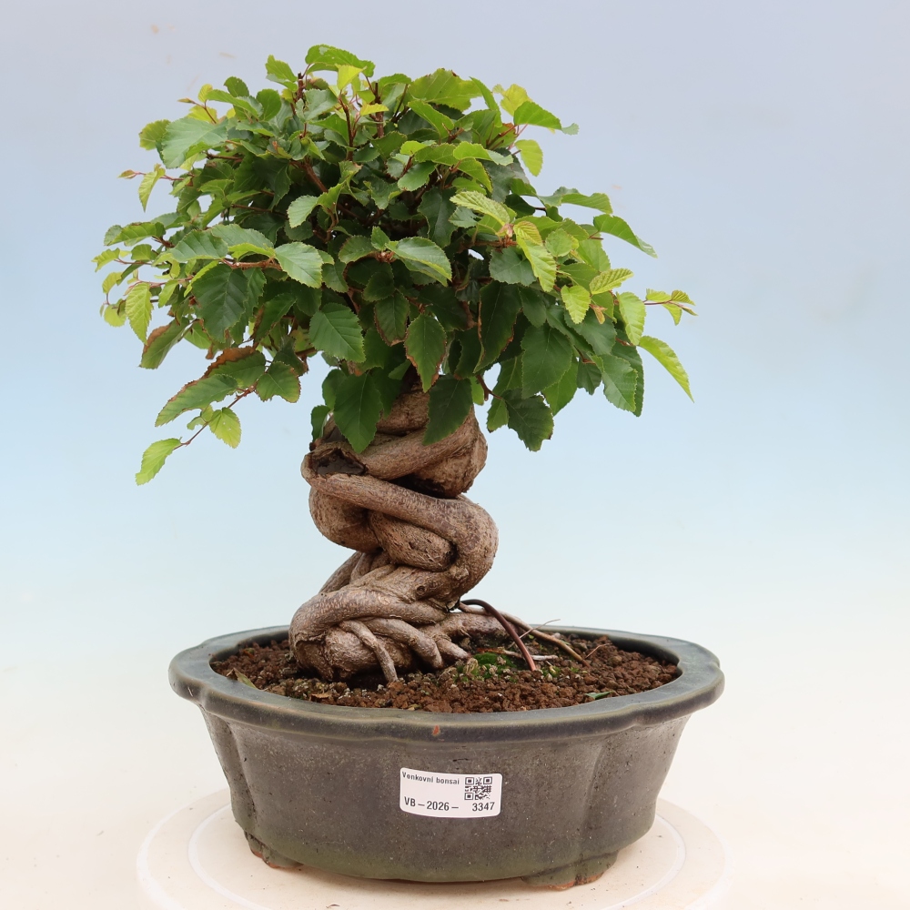 Bonsai da esterno -Carpinus Coreana - Carpino coreano