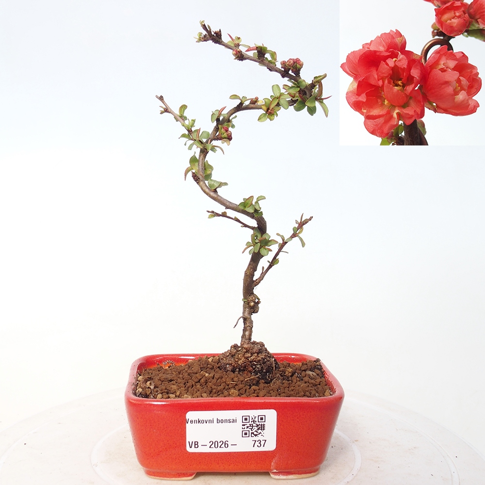 Bonsai da esterno - Chaneomeles s. Red Joy - Cotogno