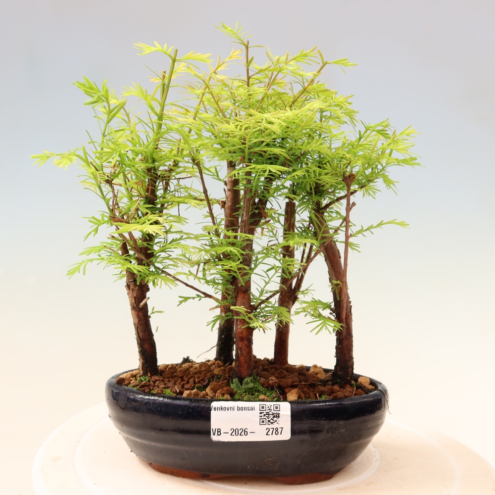 Bonsai da esterno - Metasequoia glyptostroboides - Metasequoia cinese - boschetto