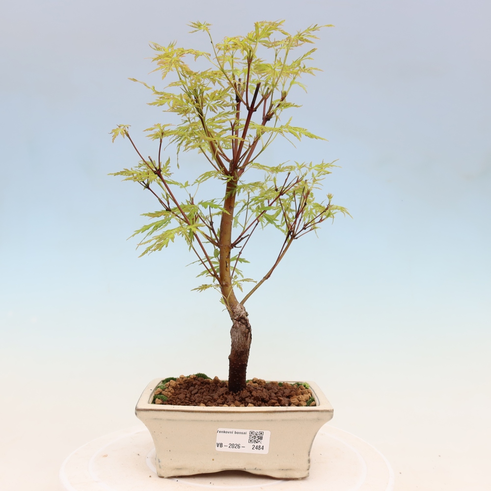 Bonsai da esterno - Acer palmatum Dissectum