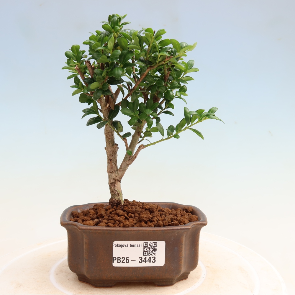 Camera bonsai - Ilex crenata - Agrifoglio