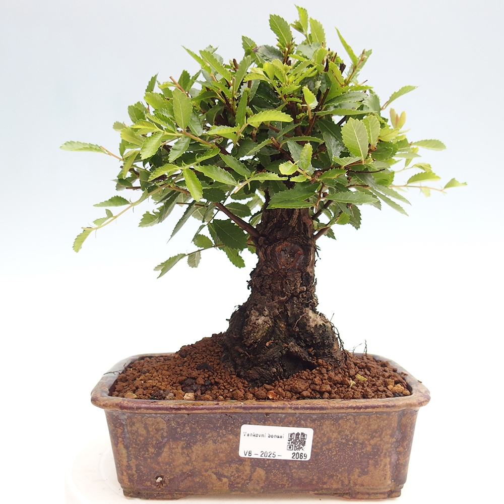 Bonsai da esterno - Zelkova - Zelkova NIRE