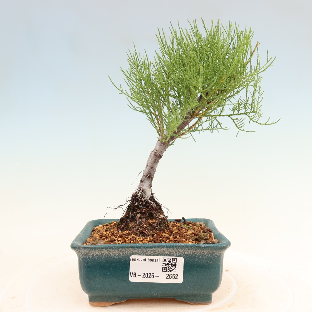 Bonsai da esterno - Tamarisco - Tamarix