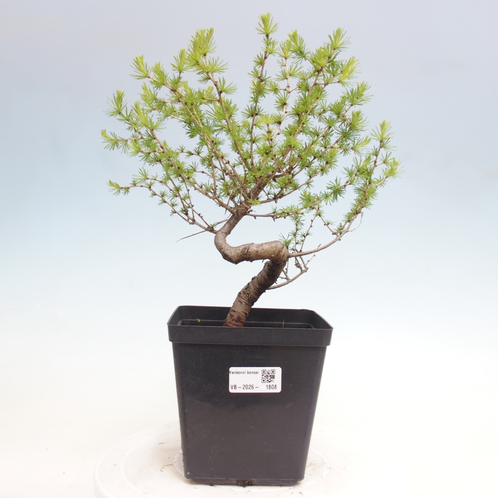 Bonsai da esterno -Larix decidua - Larice