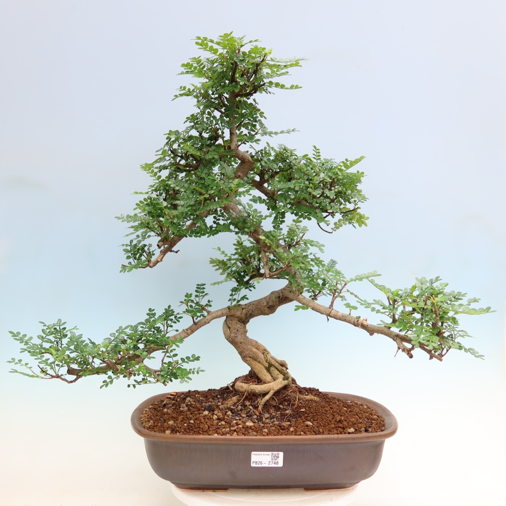 Camera bonsai - Zantoxylum piperitum - albero del pepe