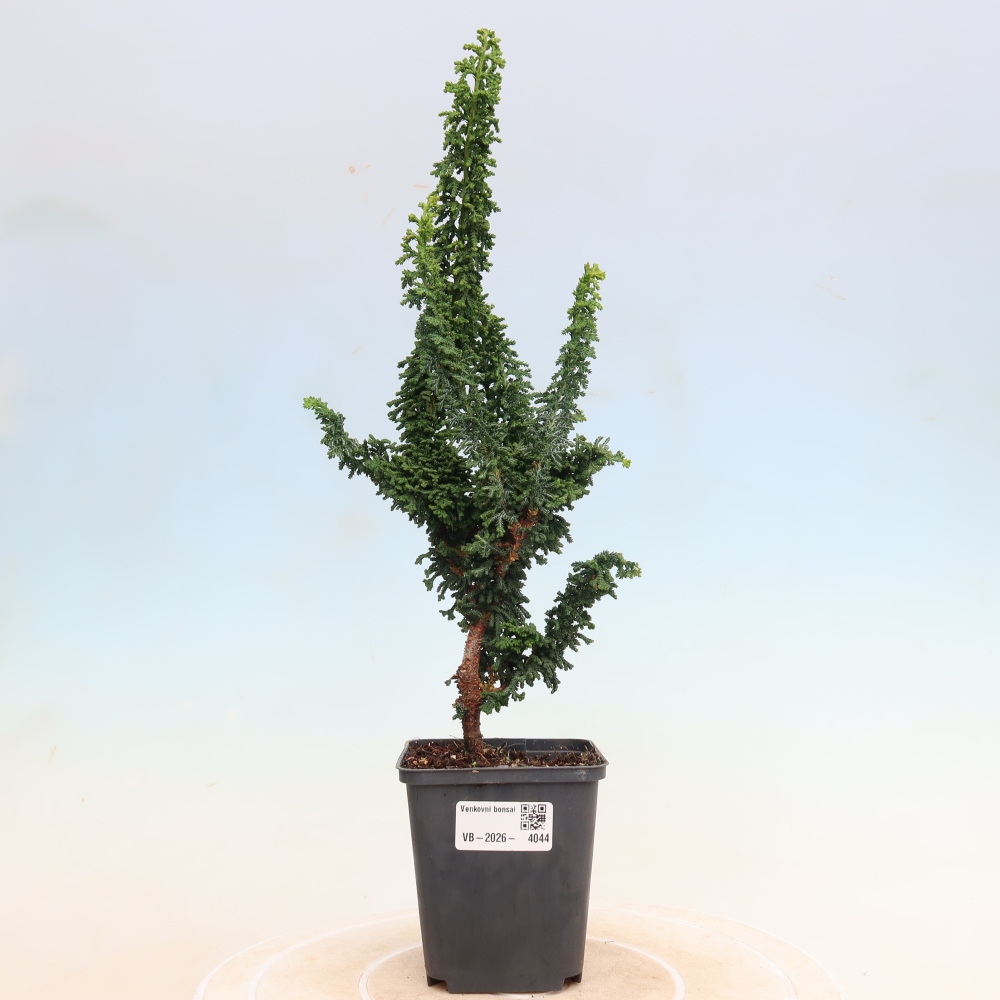 Bonsai da esterno - Cham. obtusa SEKKA HINOKI - Cipresso