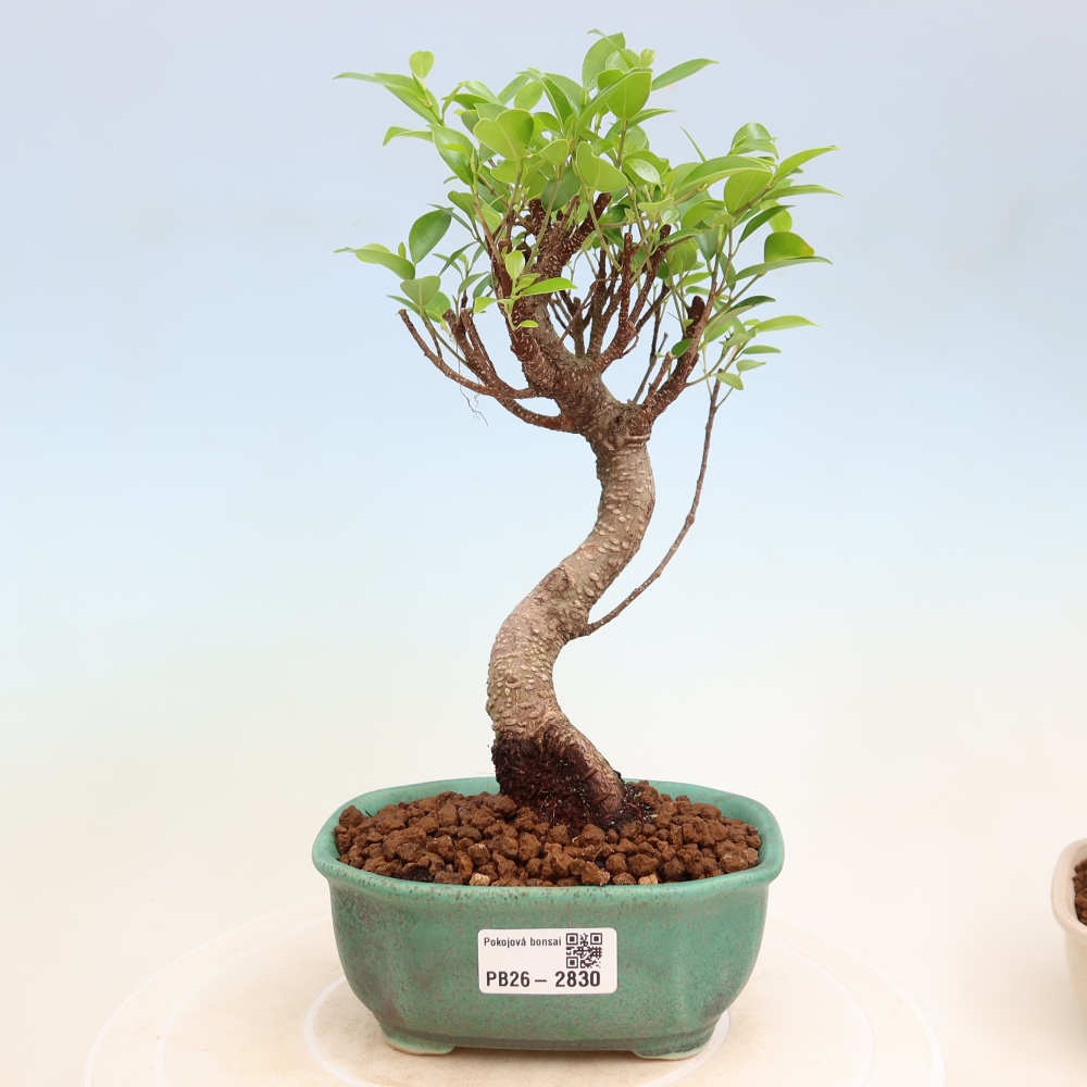 Camera bonsai - Ficus kimmen - ficus a foglie piccole