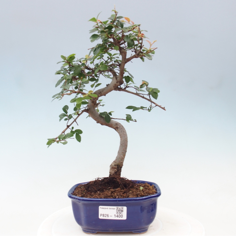 Camera bonsai - Ulmus parvifolia - Olmo a foglie piccole