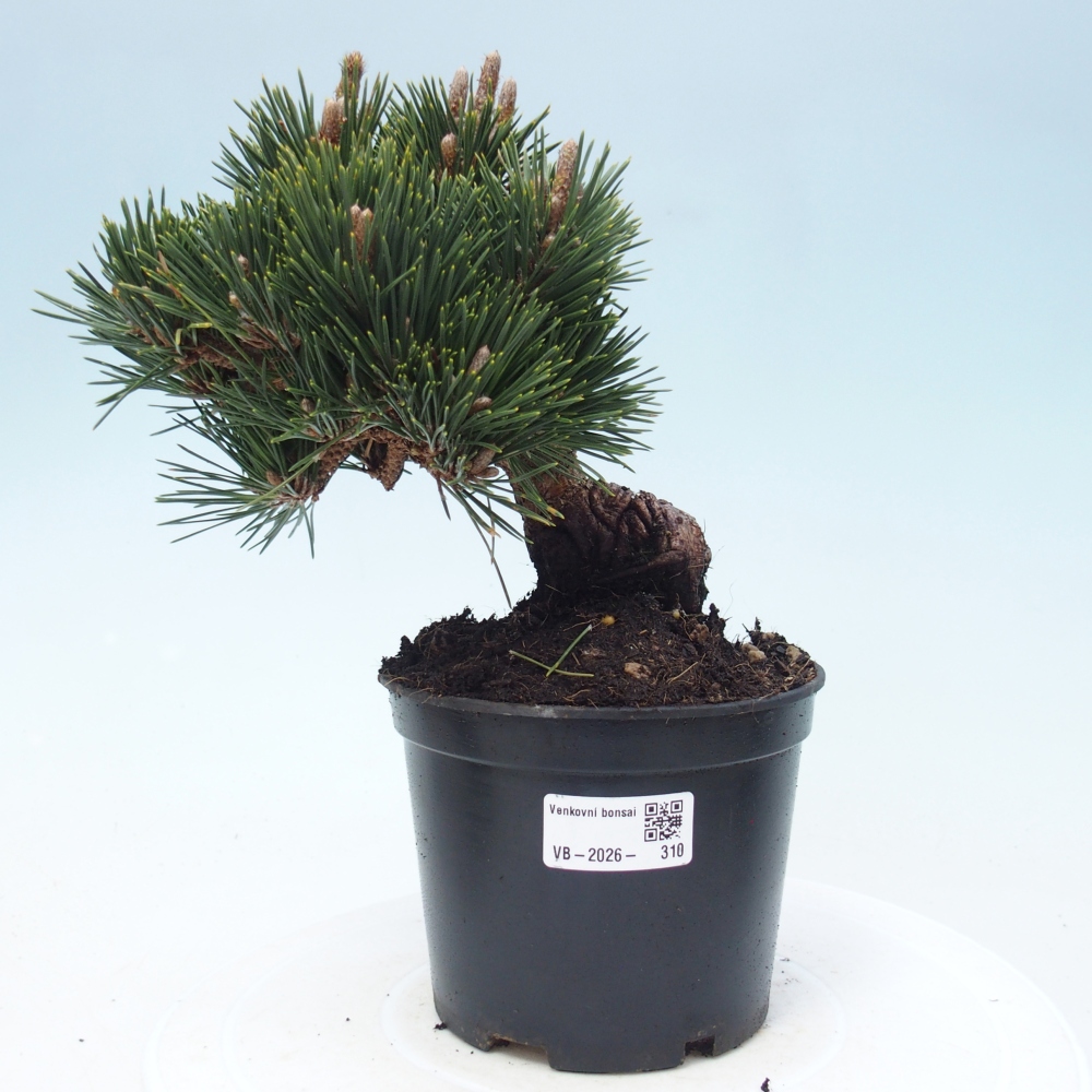 Bonsai da esterno - Pinus thunbergii senjyumaru - Pino di Thunberg
