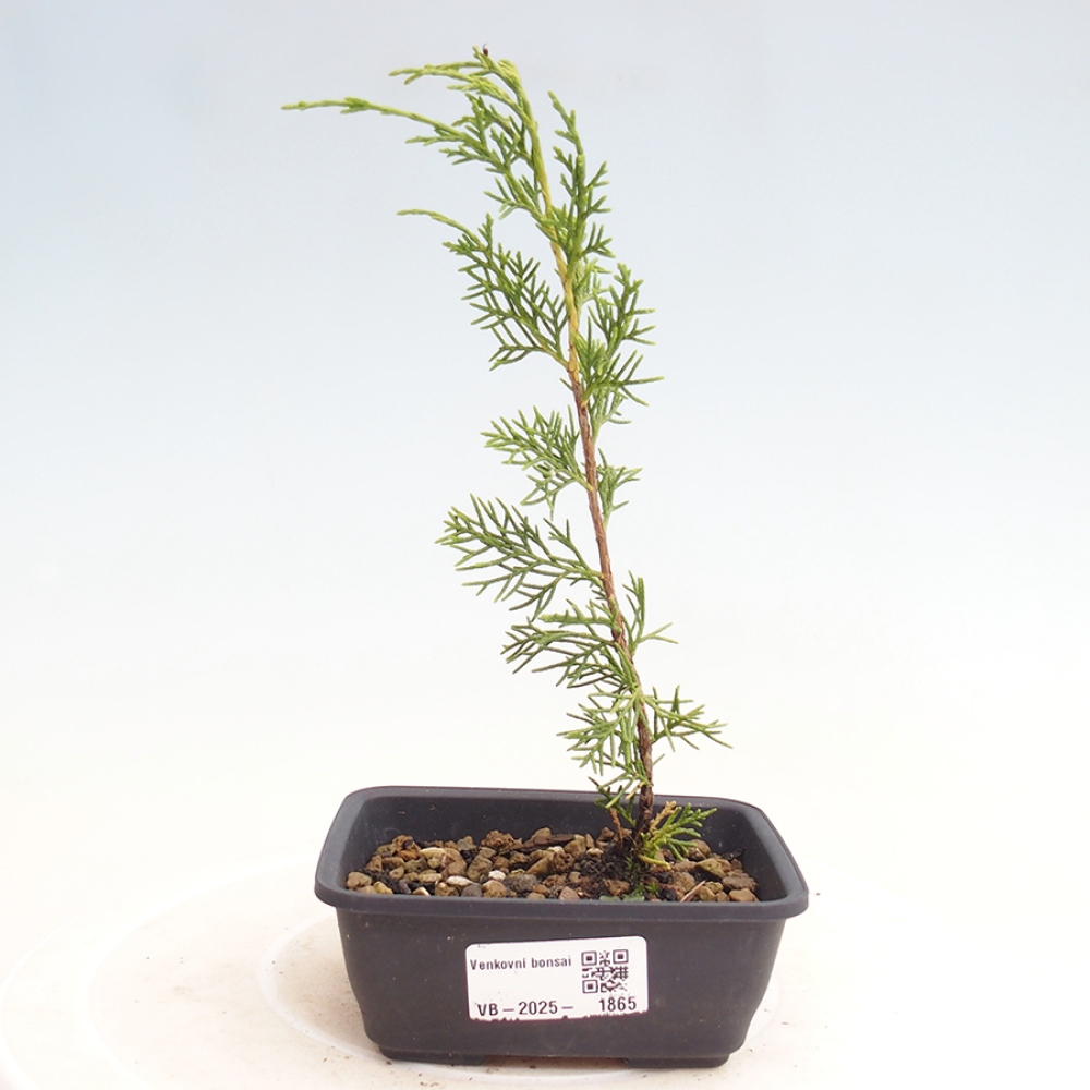 Bonsai da esterno - Juniperus chinensis Itoigawa