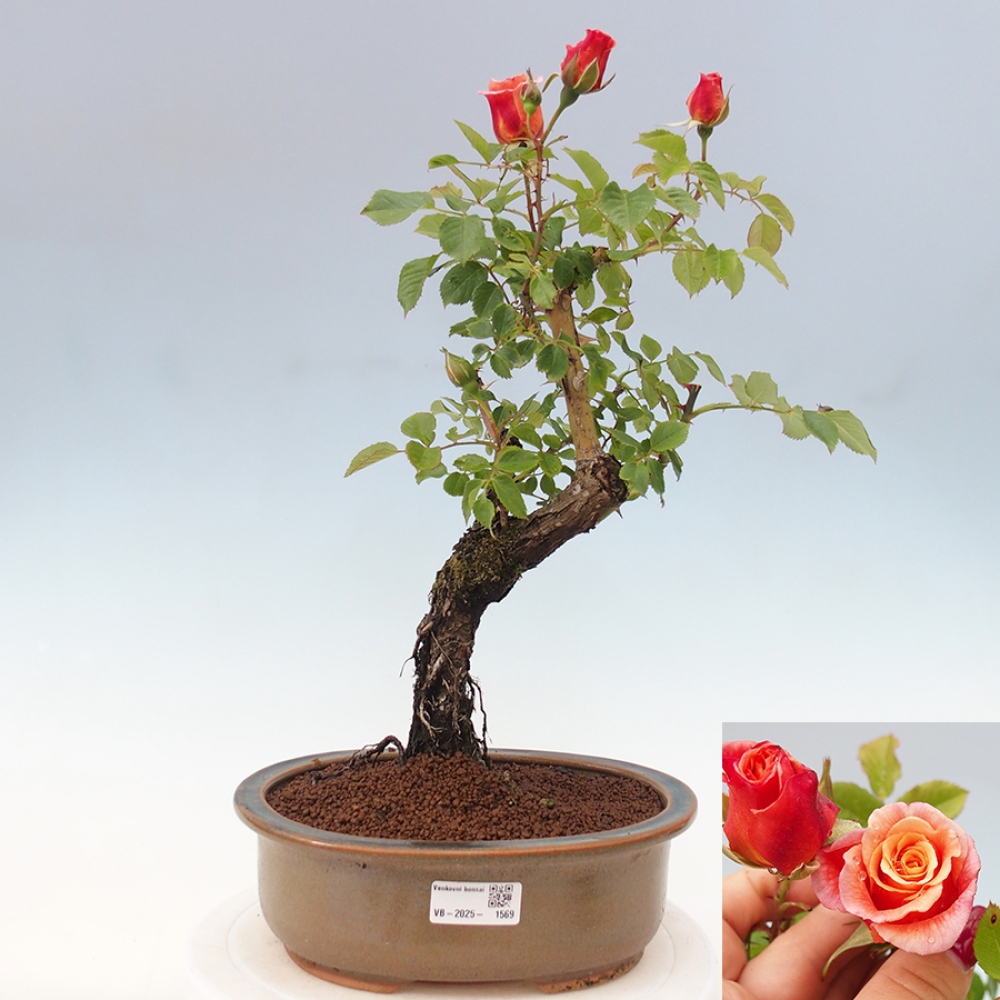 Bonsai da esterno - Rosa Kordes - rosa