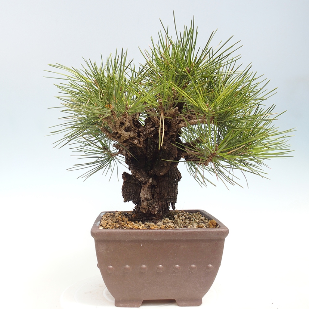 Bonsai da esterno - Pinus thunbergii - Pino di Thunberg
