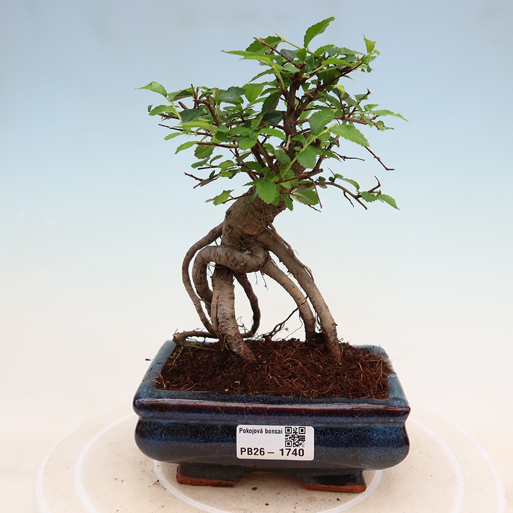 Camera bonsai - Ulmus parvifolia - Olmo a foglie piccole