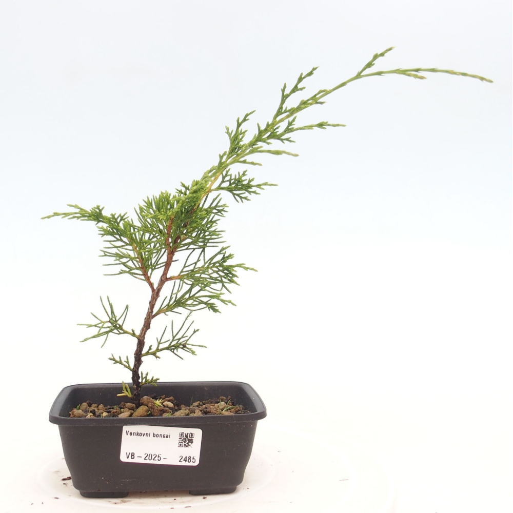 Bonsai da esterno - Juniperus chinensis Itoigawa