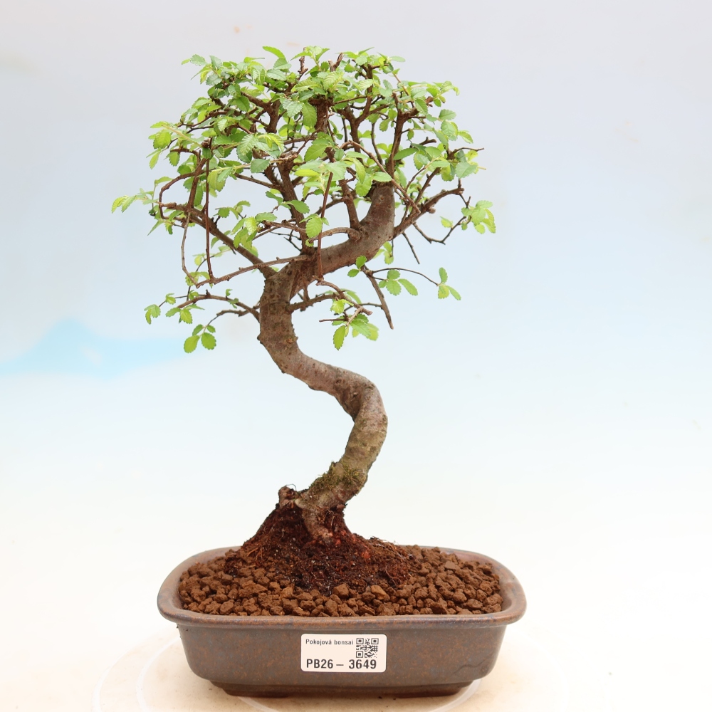 Camera bonsai - Ulmus parvifolia - Olmo a foglie piccole