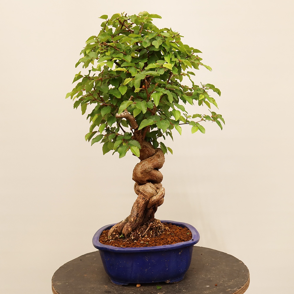 Bonsai da esterno -Carpinus Coreana - Carpino coreano