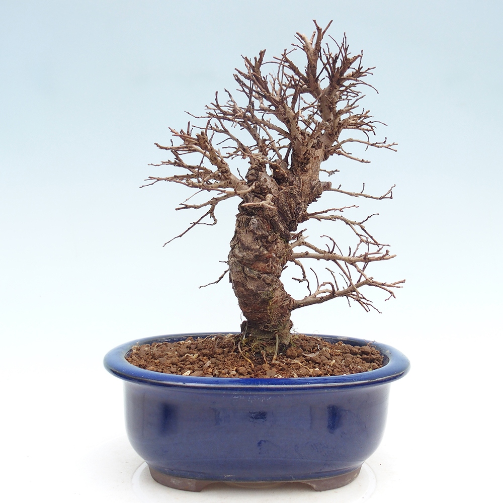Bonsai da esterno - Zelkova - Zelkova NIRE