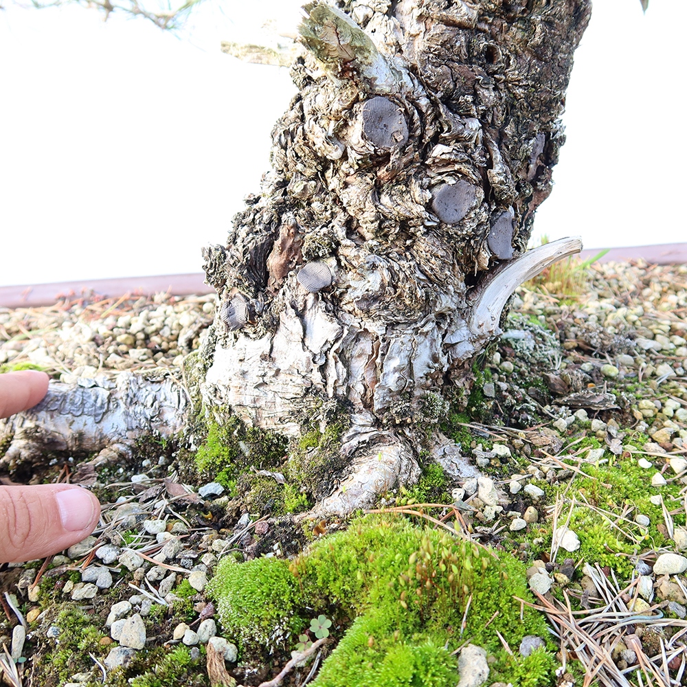 Pinus sylvestris Spagna - pino silvestre