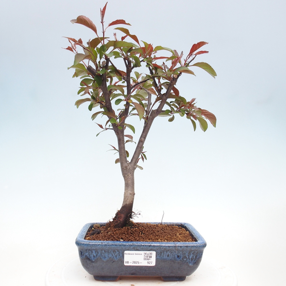 Bonsai da esterno -Malus domestica - Melo a piccoli frutti a foglie rosse
