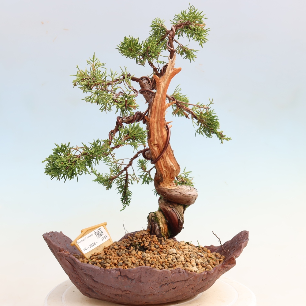 Bonsai da esterno - Juniperus chinensis Itoigawa-Juniperus chinensis