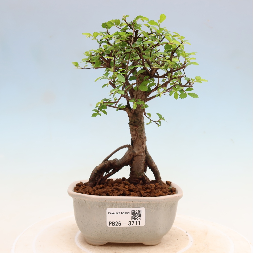 Camera bonsai - Ulmus parvifolia - Olmo a foglie piccole