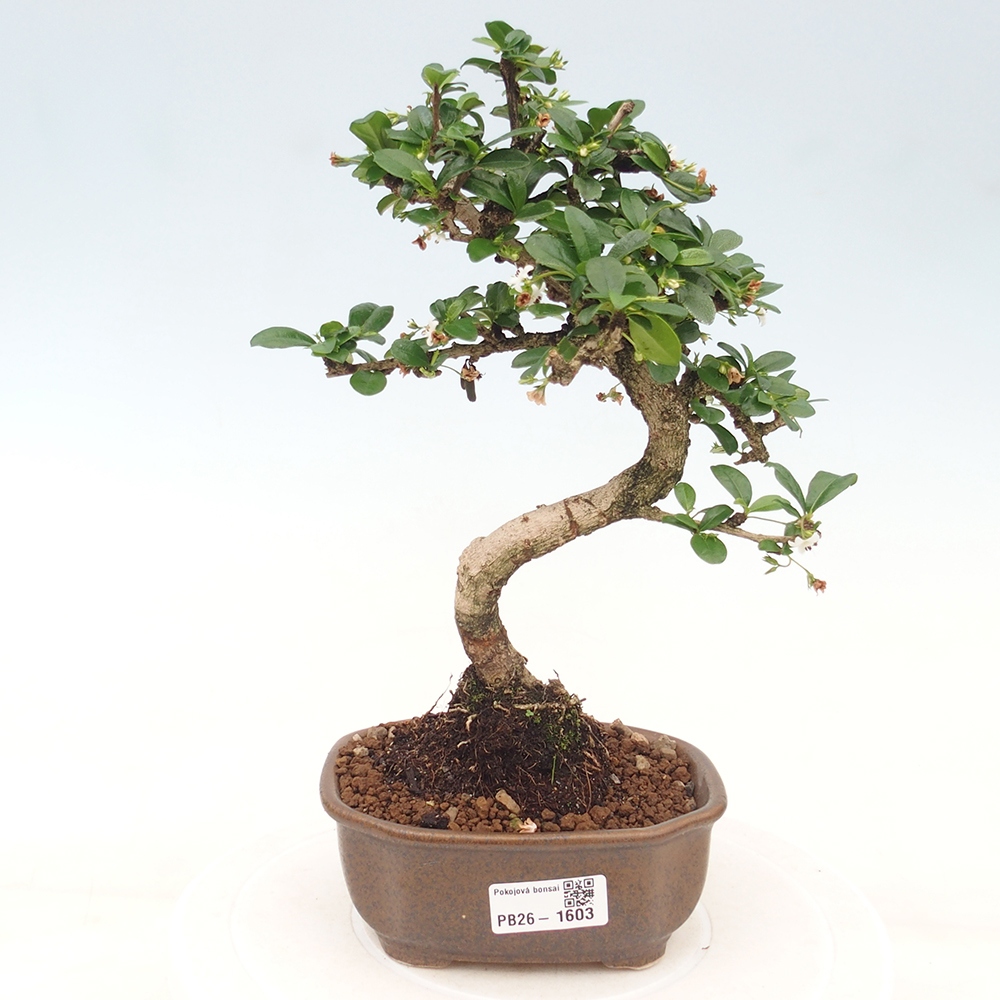 Camera bonsai - Carmona macrophylla - Tea fuki