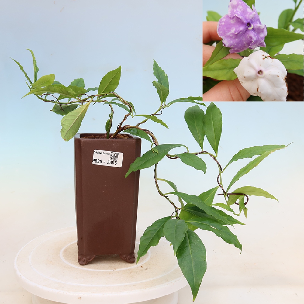 Bonsai da interno - Tanaman melati costa - Brunfelsia
