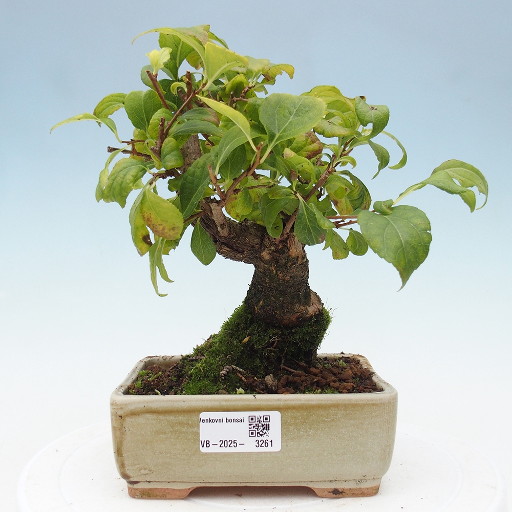 Bonsai da esterno - Celastrus orbiculatus