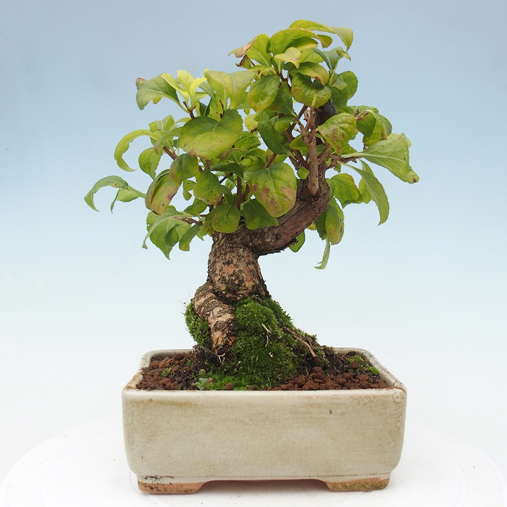 Bonsai da esterno - Celastrus orbiculatus