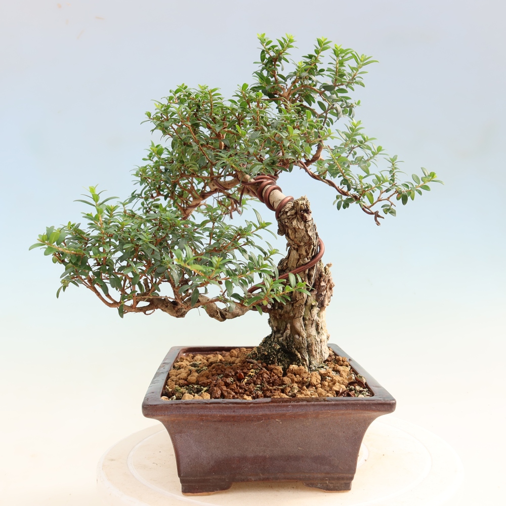 Bonsai da camera - Myrtus communis - Mirto