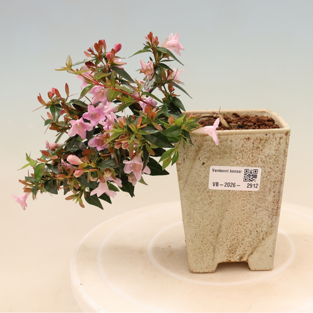 Bonsai da esterno - Abelia Edward Goucher - Abelia a fiore grande