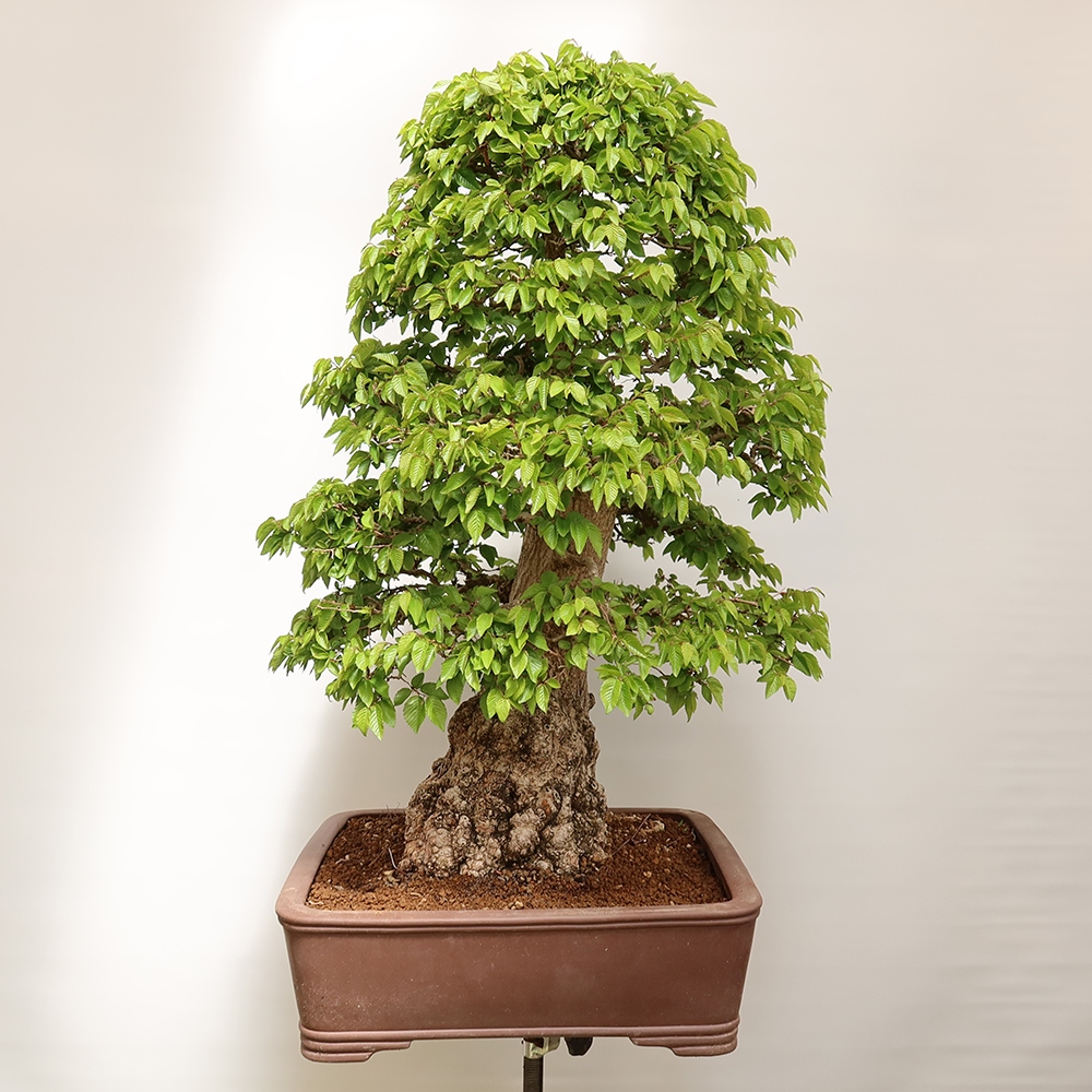 Bonsai da esterno -Carpinus Coreana - Carpino coreano