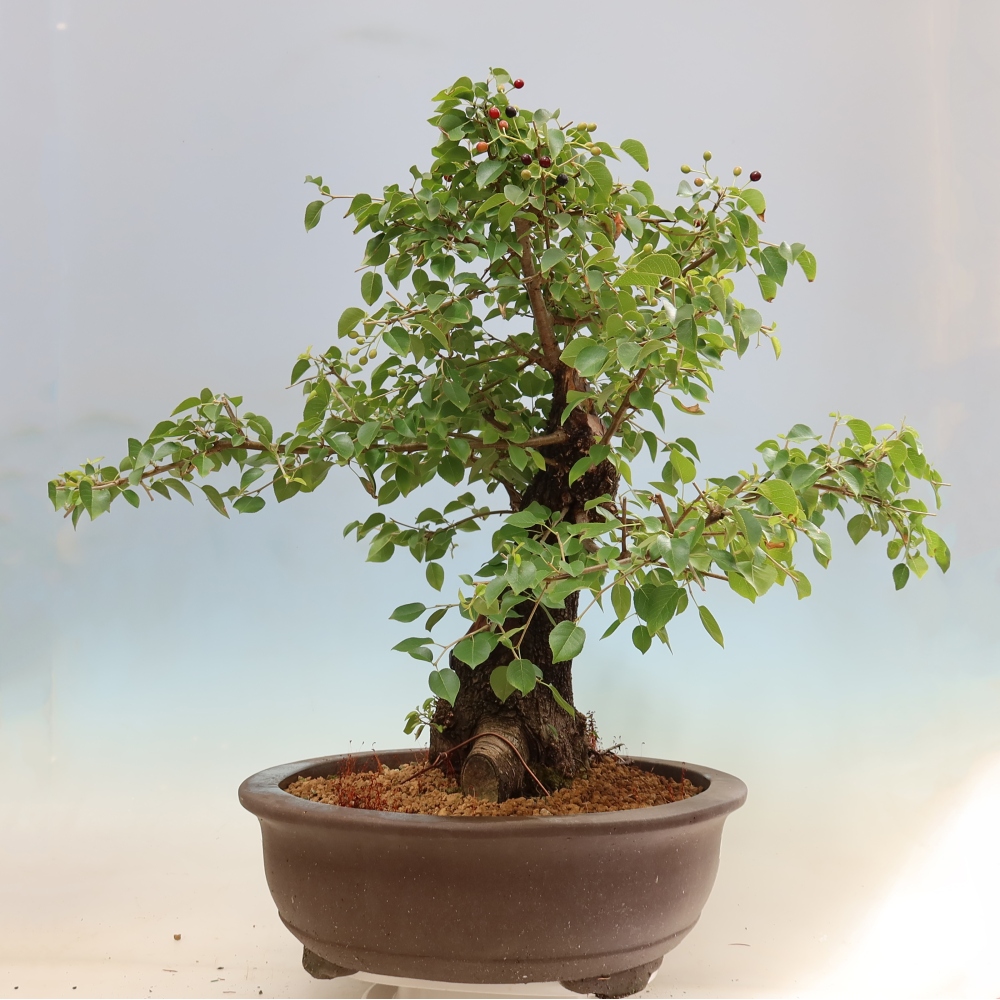 Bonsai da esterno - Mahalebka - Prunus mahaleb