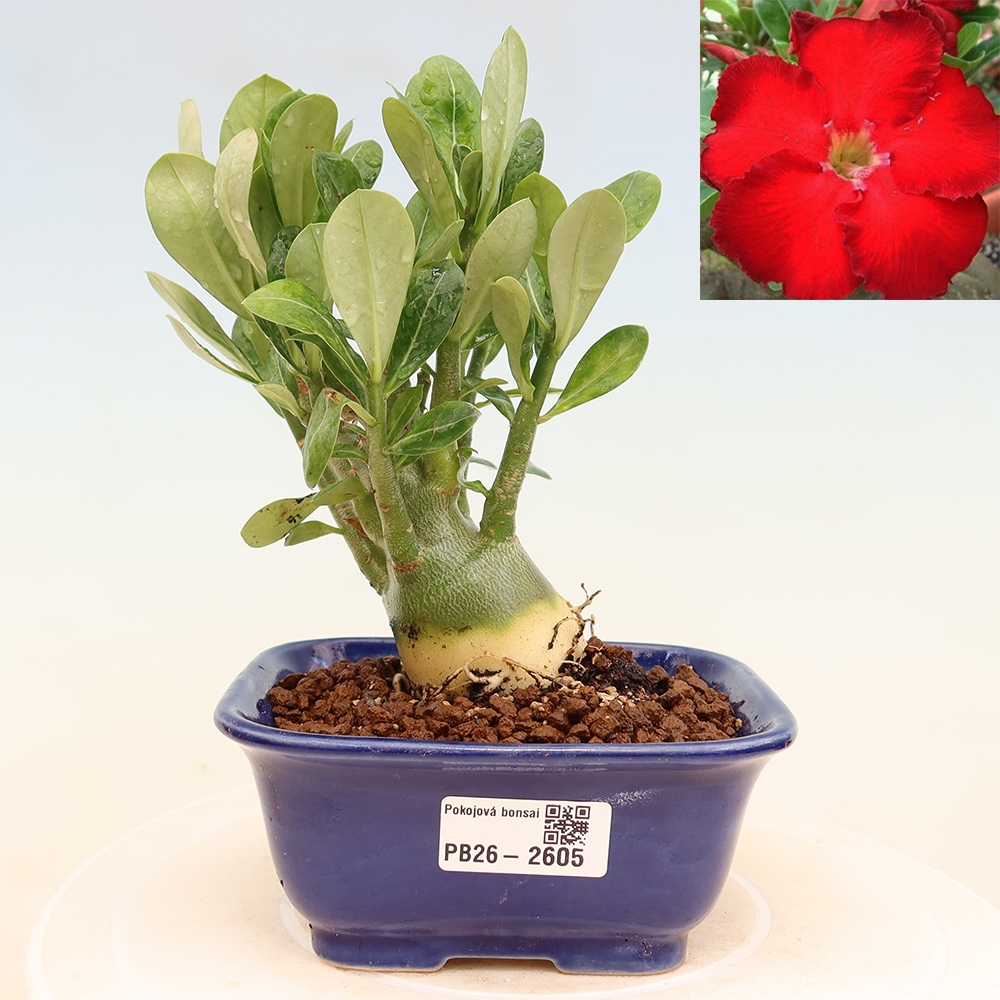 Bonsai da interno - Adenium obesum Red Star - Rosa del deserto
